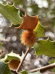 Cynips acraspiformis