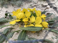 Erysimum menziesii