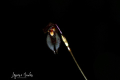 Specklinia acrisepala