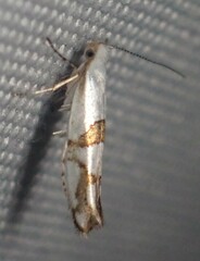 Argyresthia oreasella
