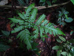 Tectaria griffithii