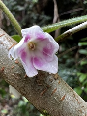 Elytropus chilensis