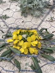 Erysimum menziesii