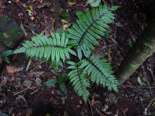 Pteridrys syrmatica observed 2019-07-20