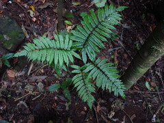 Pteridrys syrmatica