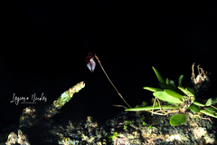 Specklinia acrisepala
