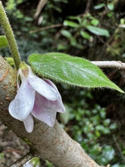 Elytropus chilensis