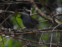 Diglossa caerulescens