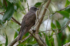 Cacomantis variolosus