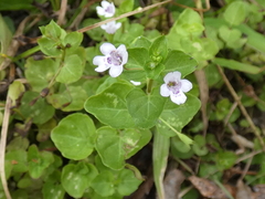 Clinopodium brownei