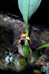 Maxillaria porrecta
