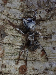 Ophiocordyceps unilateralis