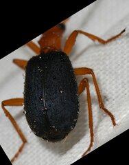 Brachinus
