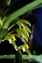 Maxillaria scorpioidea