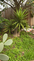Yucca gigantea
