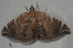 Eulithis molliculata