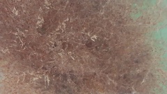 Amathia verticillata