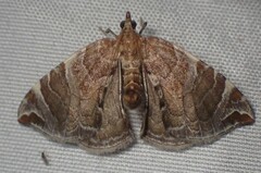 Eulithis molliculata