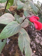 Salvia gesneriiflora