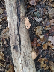 Hapalopilus rutilans