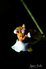 Cyrtochiloides ochmatochila