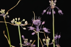 Allium carinatum
