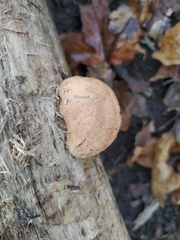 Hapalopilus rutilans