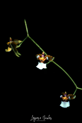 Cyrtochiloides ochmatochila