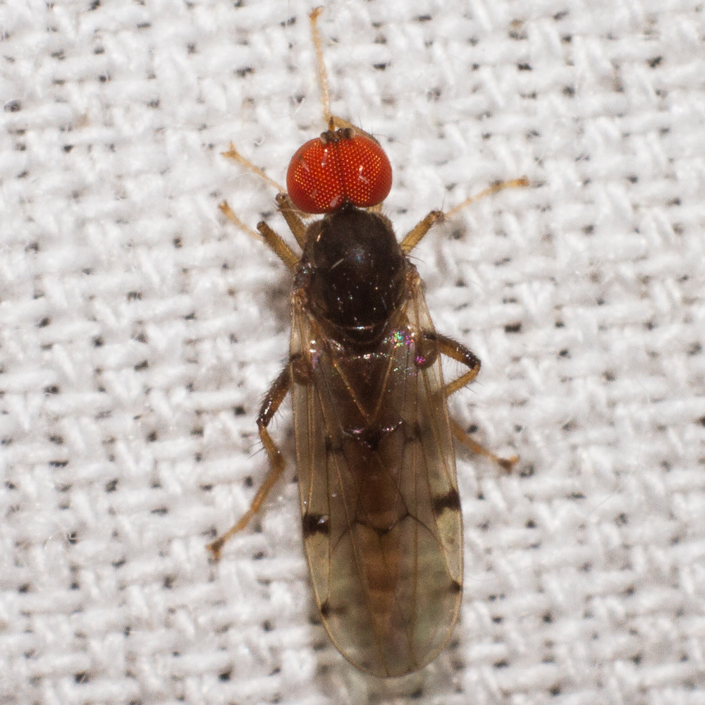 Syneches simplex