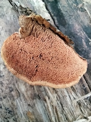 Hapalopilus rutilans