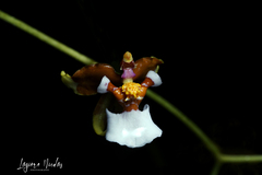 Cyrtochiloides ochmatochila