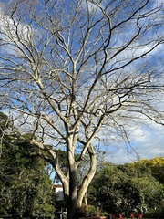 Enterolobium cyclocarpum