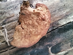 Hapalopilus rutilans