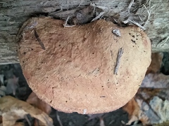 Hapalopilus rutilans