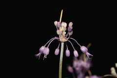 Allium carinatum