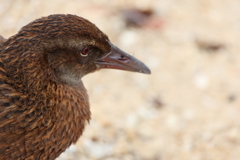 Gallirallus australis scotti