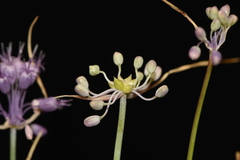 Allium carinatum