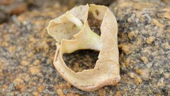 Struthiolaria papulosa