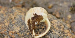 Struthiolaria papulosa