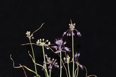 Allium carinatum