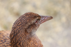 Gallirallus australis scotti