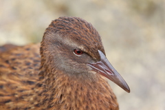 Gallirallus australis scotti