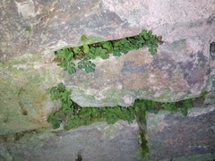 Asplenium ruta-muraria