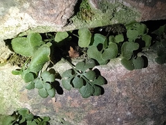 Asplenium ruta-muraria