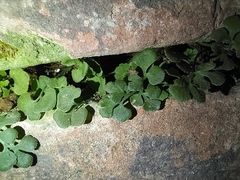 Asplenium ruta-muraria