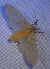 Halysidota tessellaris