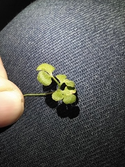 Asplenium ruta-muraria