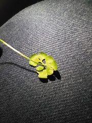 Asplenium ruta-muraria