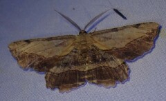 Lytrosis unitaria