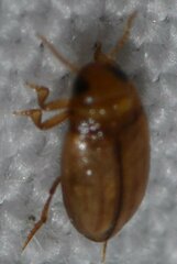 Neobidessus pullus floridanus